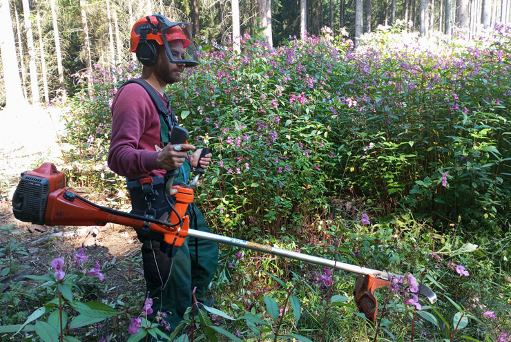 Auf dem Bild ist der Teilnehmer Max im Wald zu sehen. Er trägt einen orangefarbenen Helm mit Ohrenschützern und grüne Arbeitskleidung. In der Hand hält er eine Motorsense.