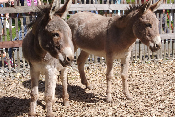 Best Practice EV/BBB – Tierpark